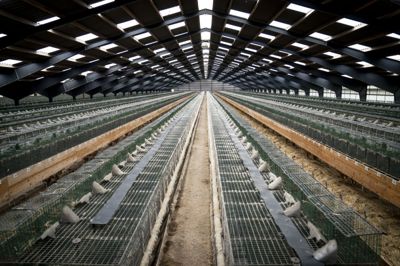 Til næste år står minkavl til at blive forbudt i Danmark, og det får ros fra både dyre- og naturorganisationer. Billedet er taget, da minkavlen blev lukket ned i efteråret 2020.