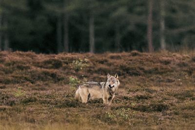 Ulven genindvandrede til Danmark i 2012 efter næsten 200 års fravær. Siden har er bestanden vokset og har bredt sig til store dele af Jylland. Ulven her er fotograferet i Vestjylland i september 2025.