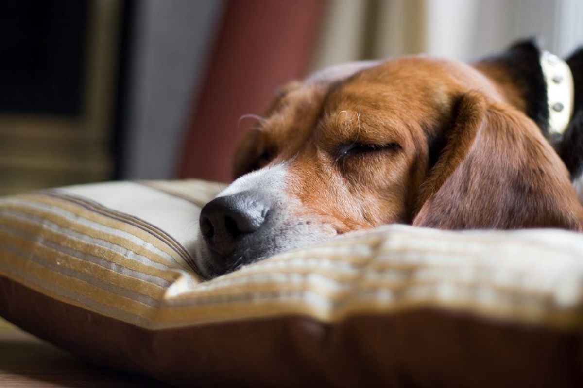 BRUG IKKE ORD FRA HVERDAGEN: Det er relativt nemt at google sig frem til basale oplysninger om dig, så det er ikke en god idé at bruge for eksempel navnet på din hund, kæreste eller dit barn som password. Arkivfoto.