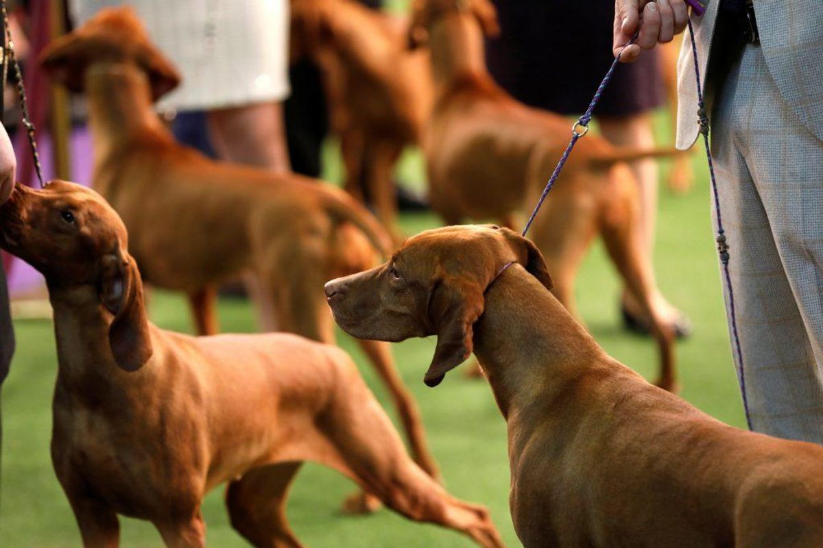 Vizsla. Kilde: Illustreret Videnskab. Foto: Scanpix.