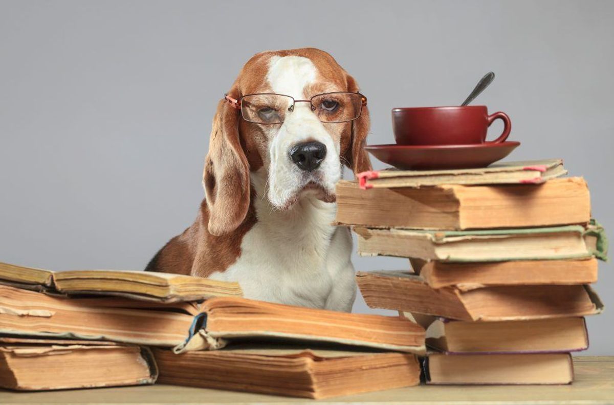 En forsker er kommet frem til hvilke hunde, der er de klogeste. KLIK VIDERE I GALLERIET OG SE, HVILKE HUNDE DER SCORER HØJEST I INTELLIGENSTESTEN. Arkivfoto.