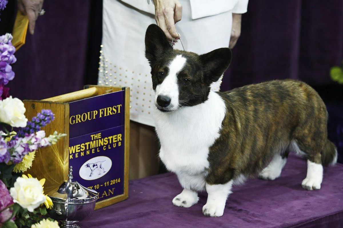 Cardigan Welsh Corgi. Forventet levetid: 13 år. Kilde: Danske Dyreinternater. Foto: Scanpix.