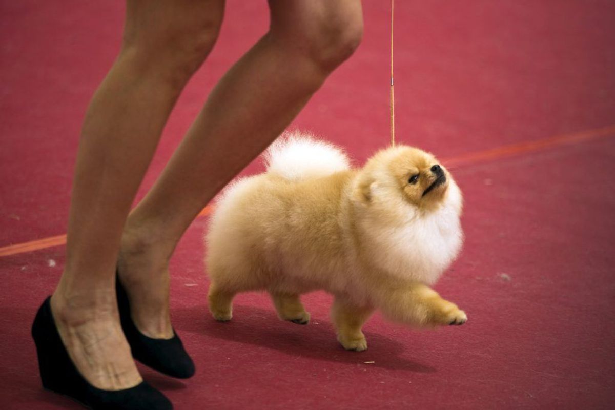 Pomeranian. Kilde: Illustreret Videnskab. Foto: Scanpix.