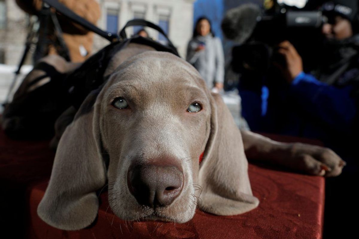 Weimaraner. Forventet levetid: 13 år. Kilde: Danske Dyreinternater. Foto: Scanpix.