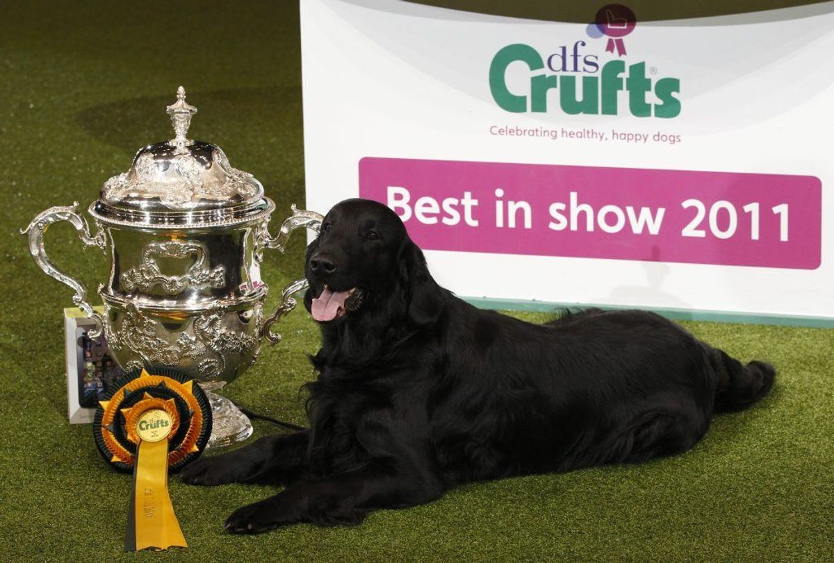 Flat-coated retriever. Kilde: Illustreret Videnskab. Foto: Scanpix.