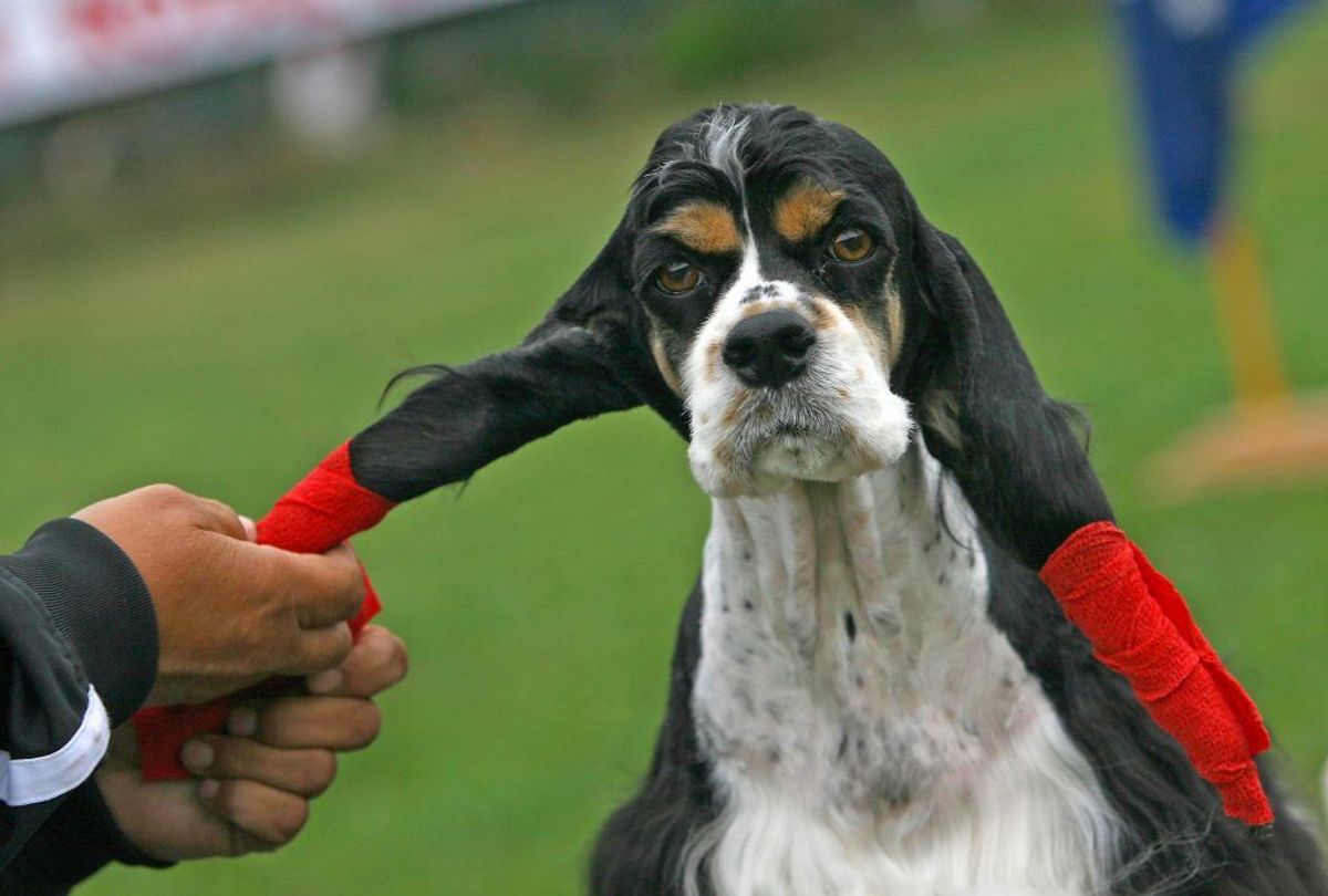 Cockerspaniel. Kilde: Illustreret Videnskab. Foto: Scanpix.