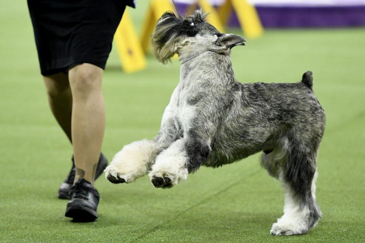 Mellemschnauzer. Kilde: Illustreret Videnskab. Foto: Scanpix.
