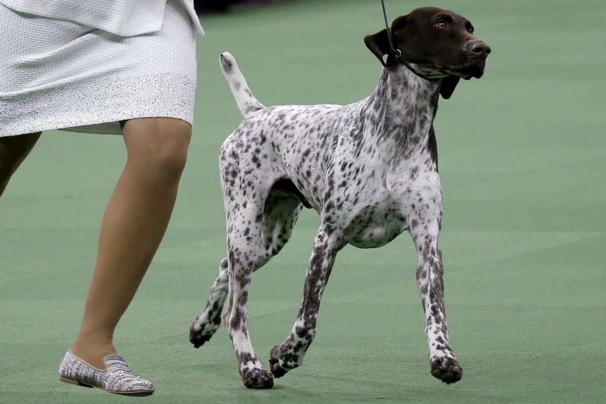 Tysk korthåret hønsehund. Kilde: Illustreret Videnskab. Foto: Scanpix.