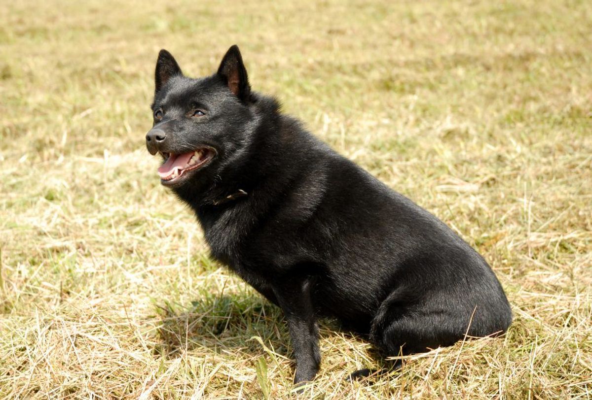 Schipperke. Kilde: Illustreret Videnskab. Arkivfoto