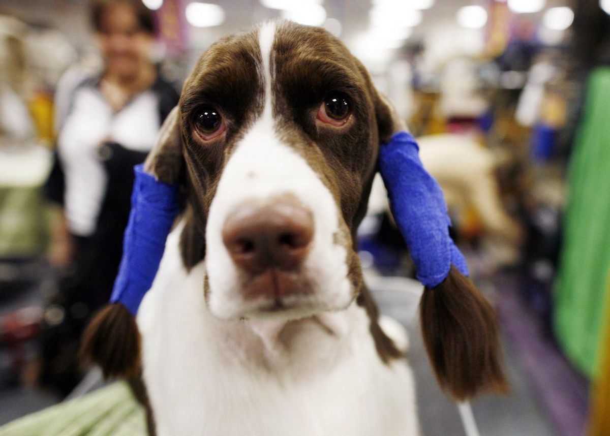 Engelsk Springer Spaniel. Kilde: Illustreret Videnskab. Foto: Scanpix.