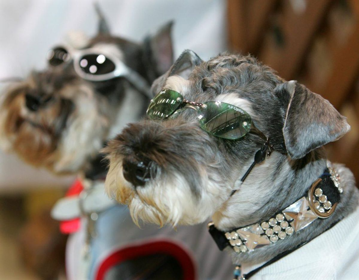 Dværgschnauzer. Kilde: Illustreret Videnskab. Foto: Scanpix.