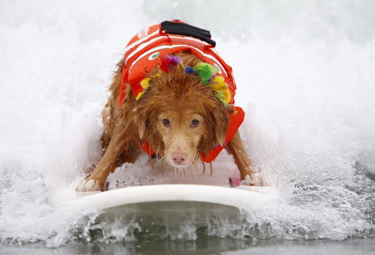 Nova Scotia duck tolling retriever. Kilde: Illustreret Videnskab. Foto: Scanpix.