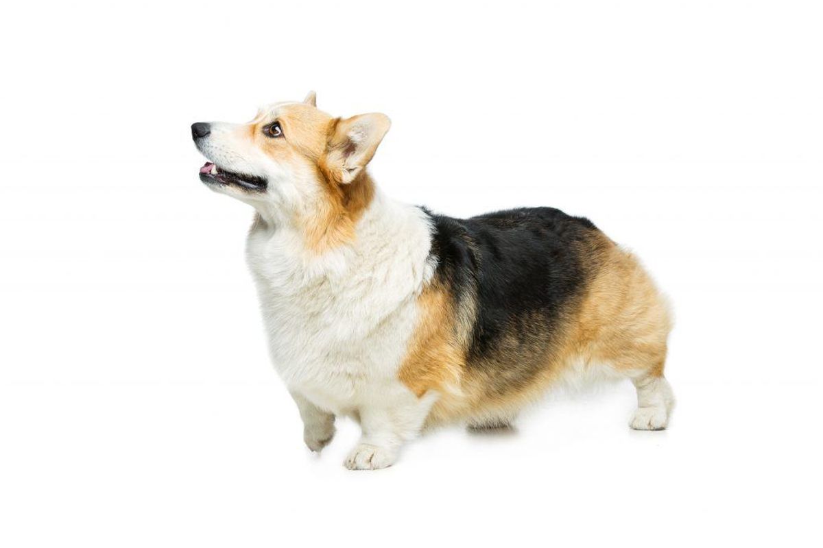 Pembroke Welsh Corgi. Forventet levetid: 12 år. Kilde: Danske Dyreinternater. Foto: Scanpix.