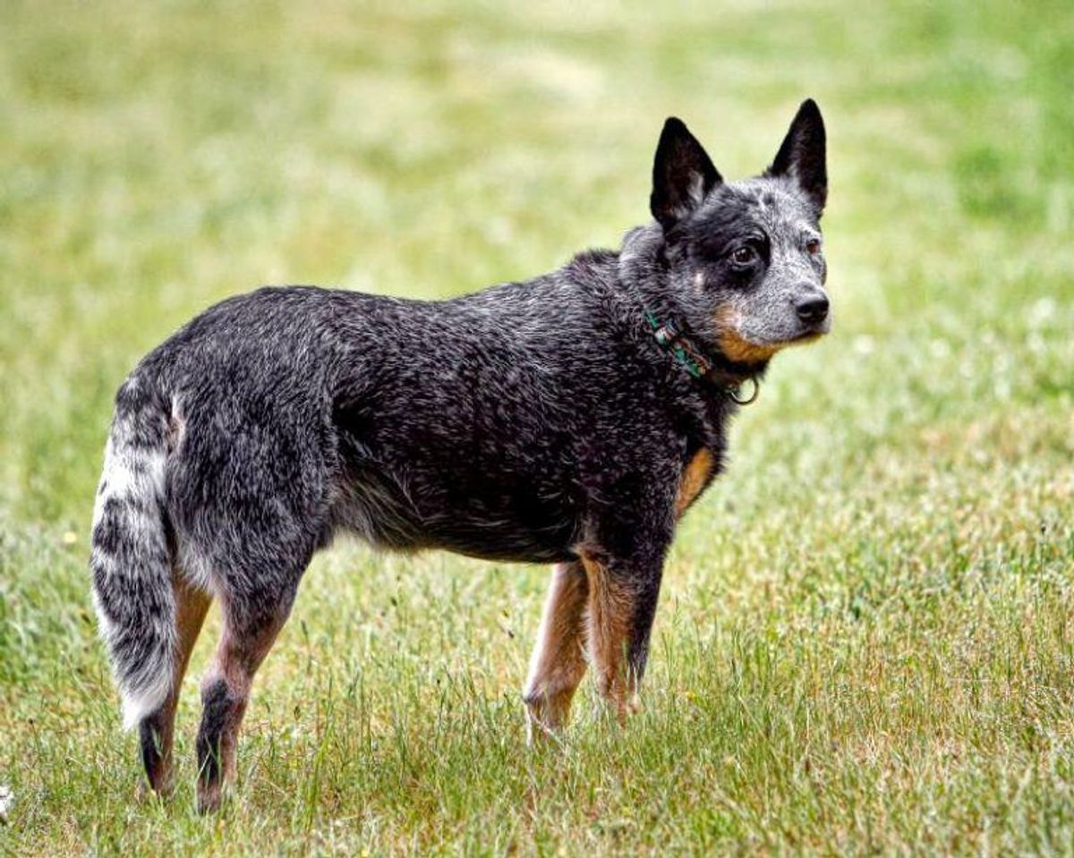 Australsk kvæghund. Foto: Wikimedia Commons.