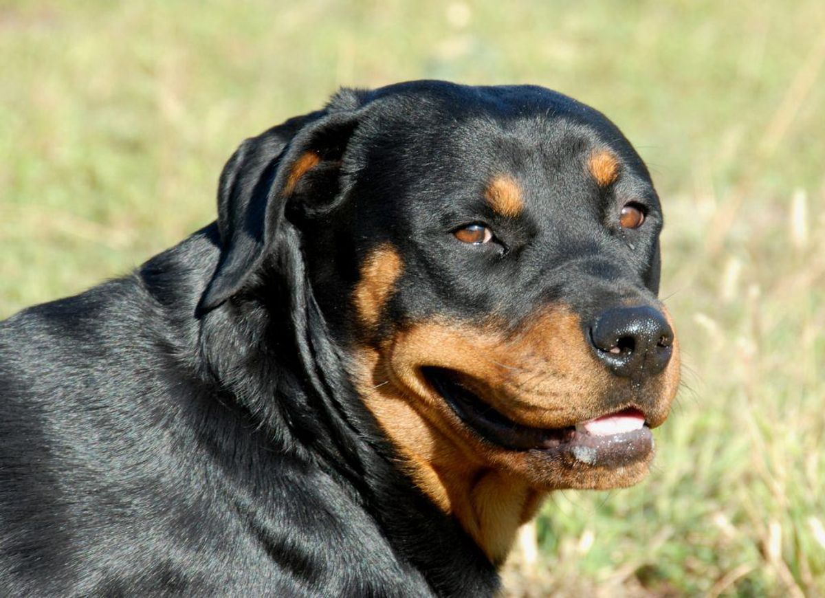 Rottweiler. Arkivfoto