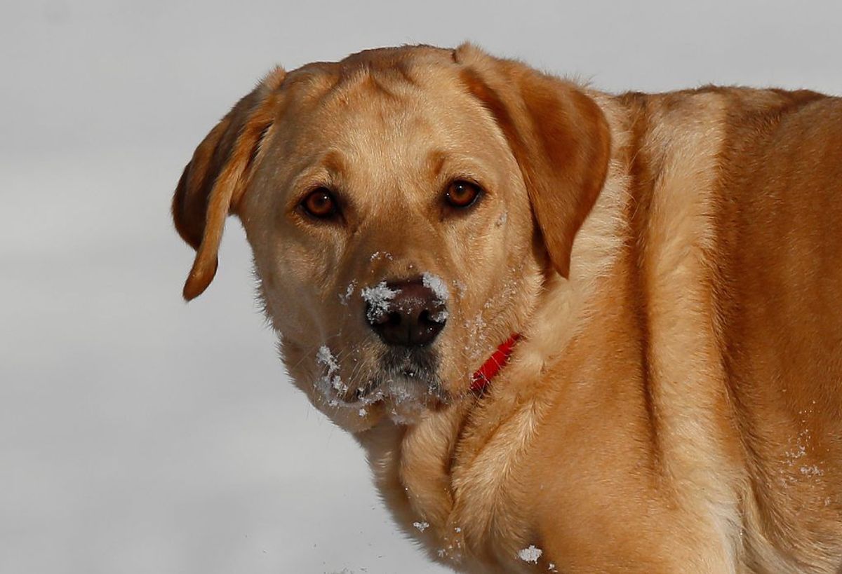 Labrador. Foto: Scanpix.
