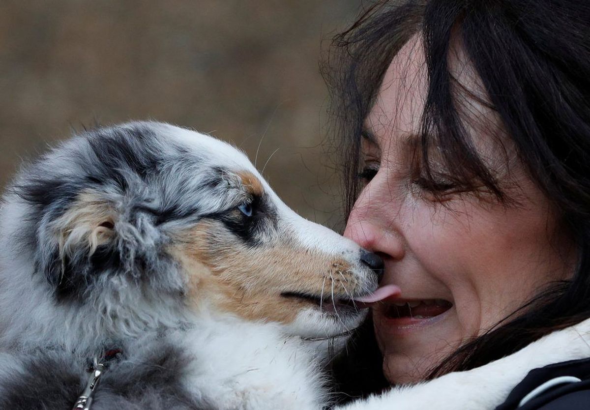 Shetland Sheep Dog. Forventet levetid: 13 år. Kilde: Danske Dyreinternater. Foto: Scanpix.