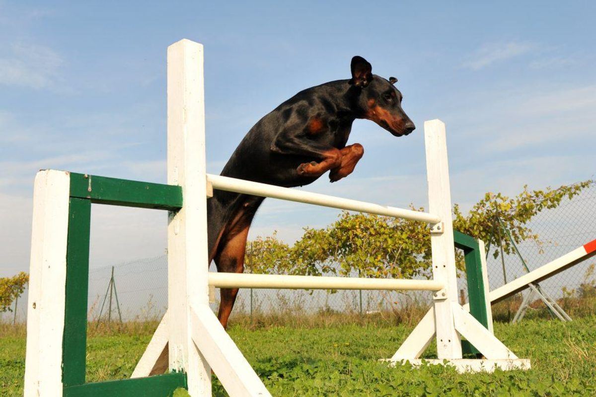 Dobermann. Arkivfoto