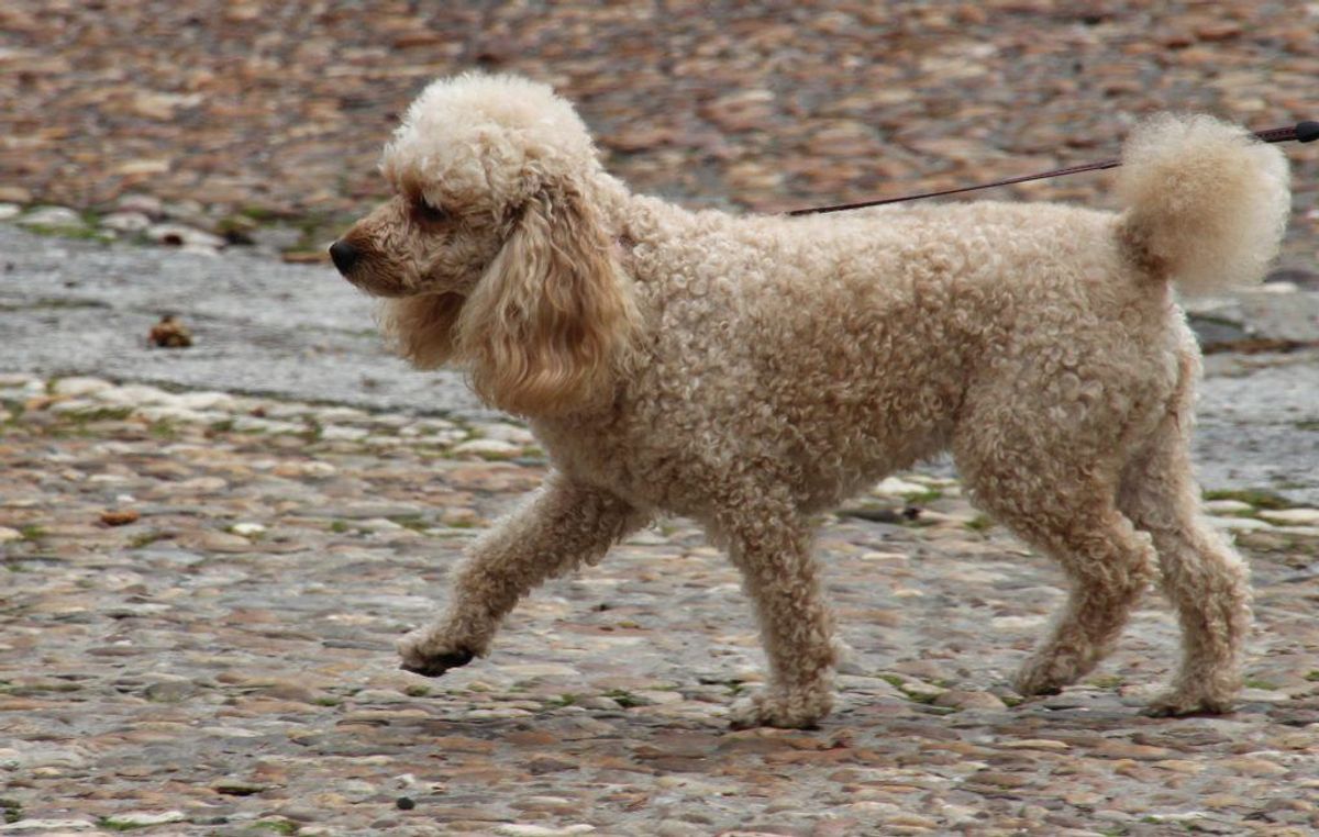 Puddel. Forventet levetid: 12 år. Kilde: Danske Dyreinternater. Foto: Scanpix.