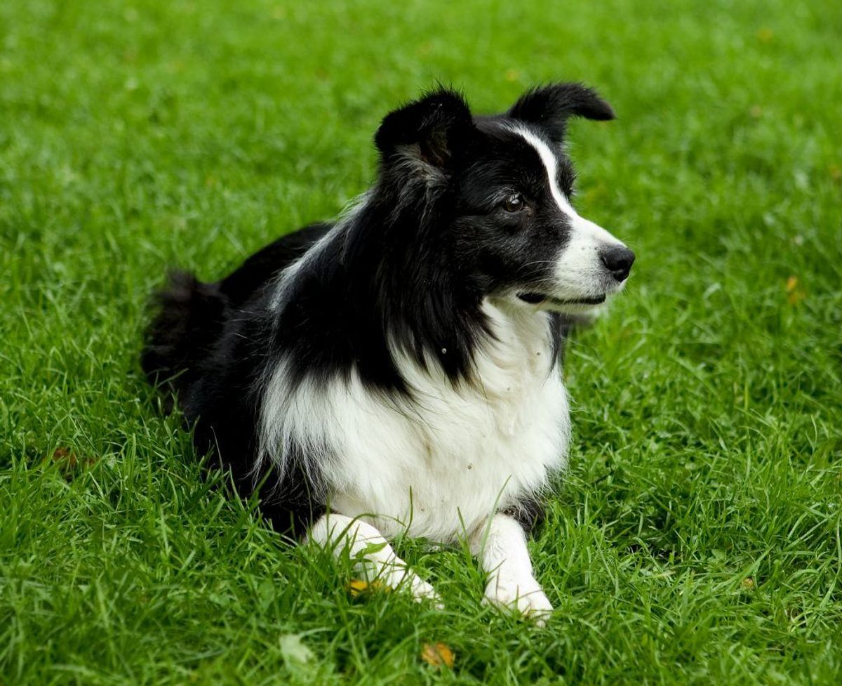 Border collie. Foto: Scanpix.