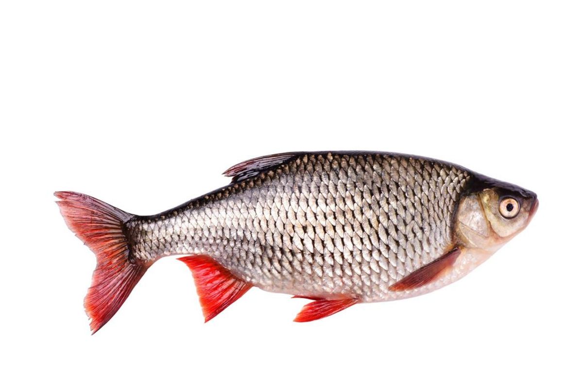 Fisk. Foto: Scanpix.