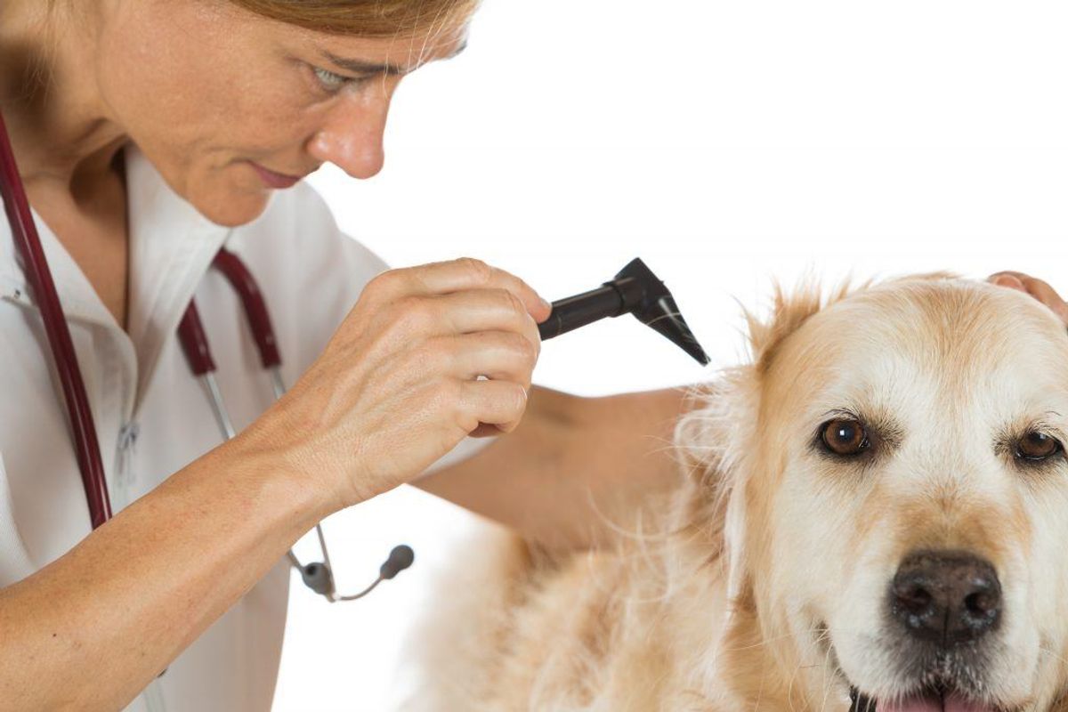 11,0 i gennemsnit:
Veterinærmedicin, Københavns Universitet
Medicin, Syddansk Universitet
Kommunikation, Danmarks Medie- og Journalisthøjskole (København). Kilde: Styrelsen for Uddannelse og Forskning. Arkivfoto.