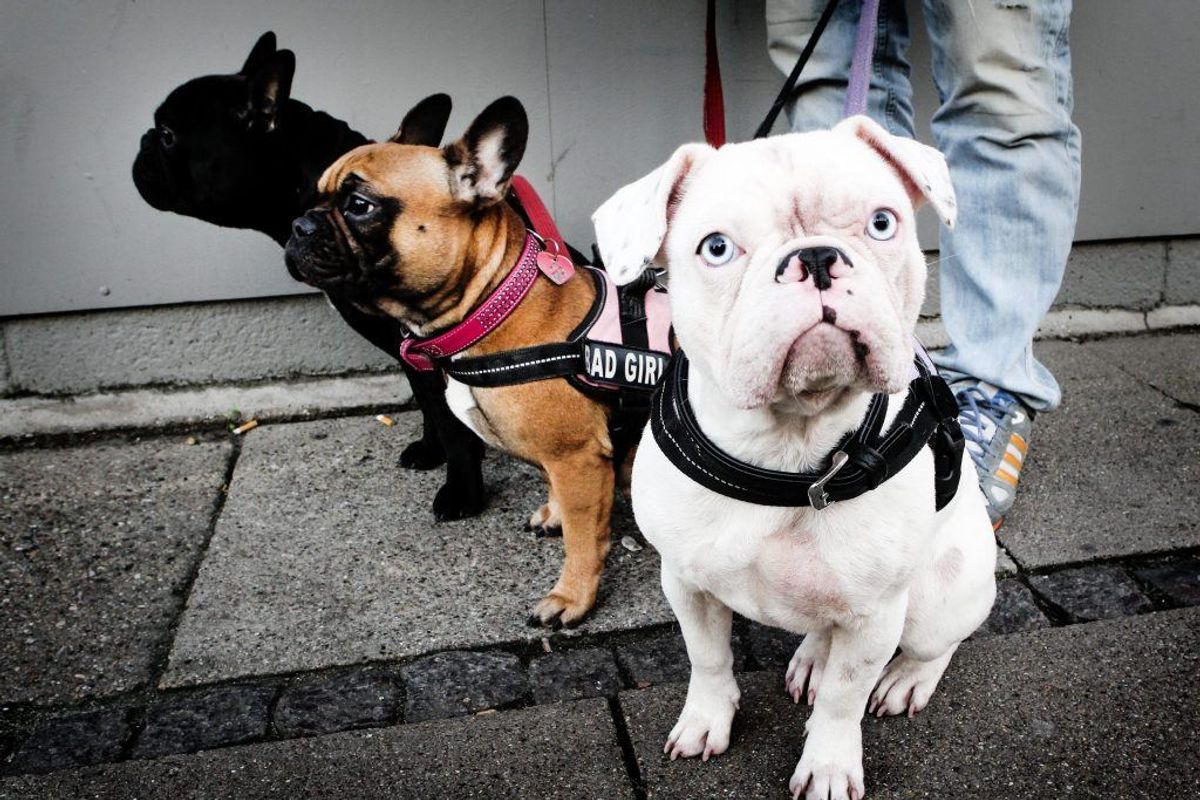 Bulldog. Forventet levetid: Seks år. Kilde: Danske Dyreinternater. Foto: Scanpix.