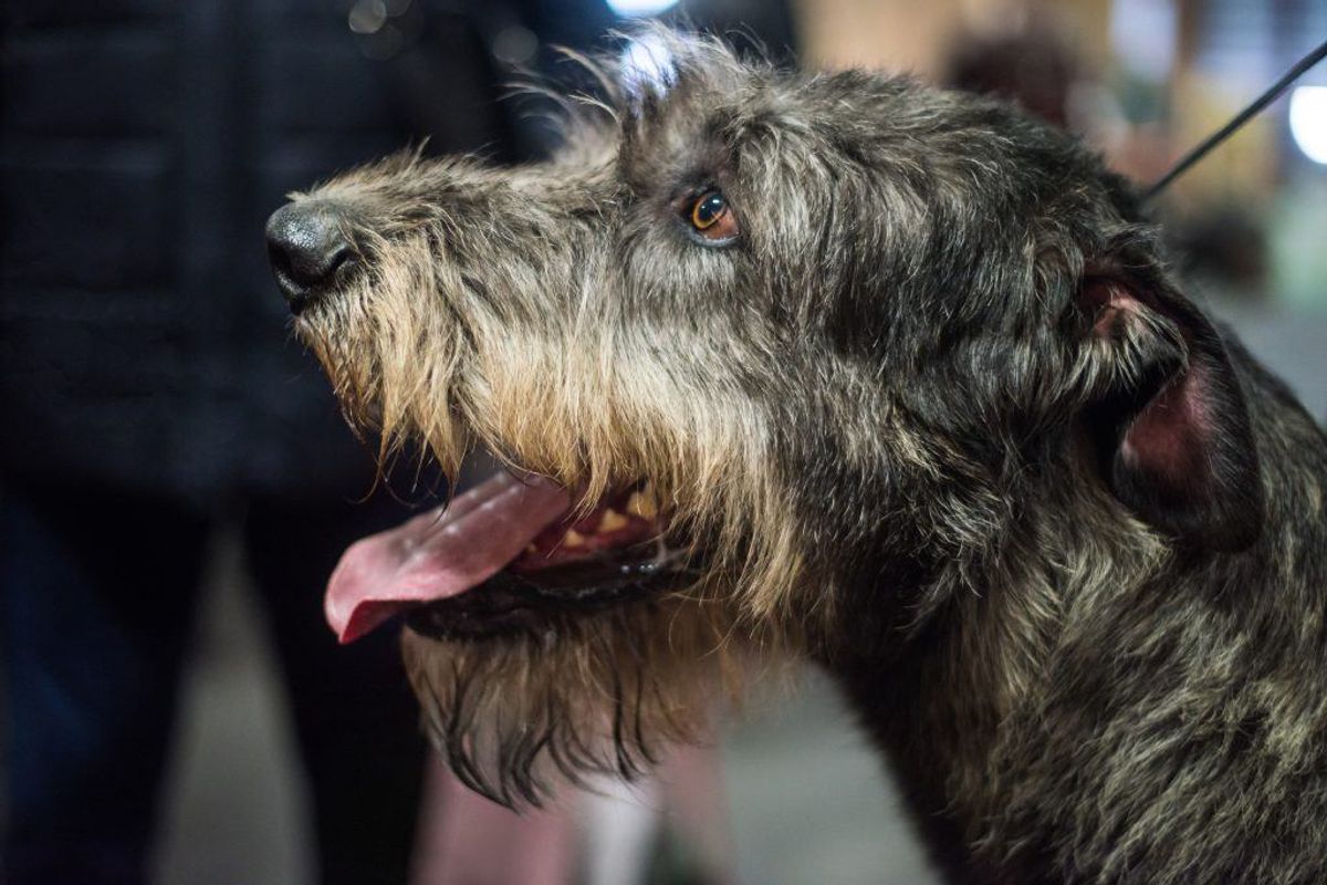 Et af de første tegn er, at din hund puster og pruster mere og voldsommere end normalt. Kilde: Reader’s Digest. Arkivfoto.