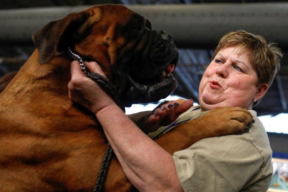 Bullmastiff. Forventet levetid: Otte år. Kilde: Danske Dyreinternater. Foto: Scanpix.
