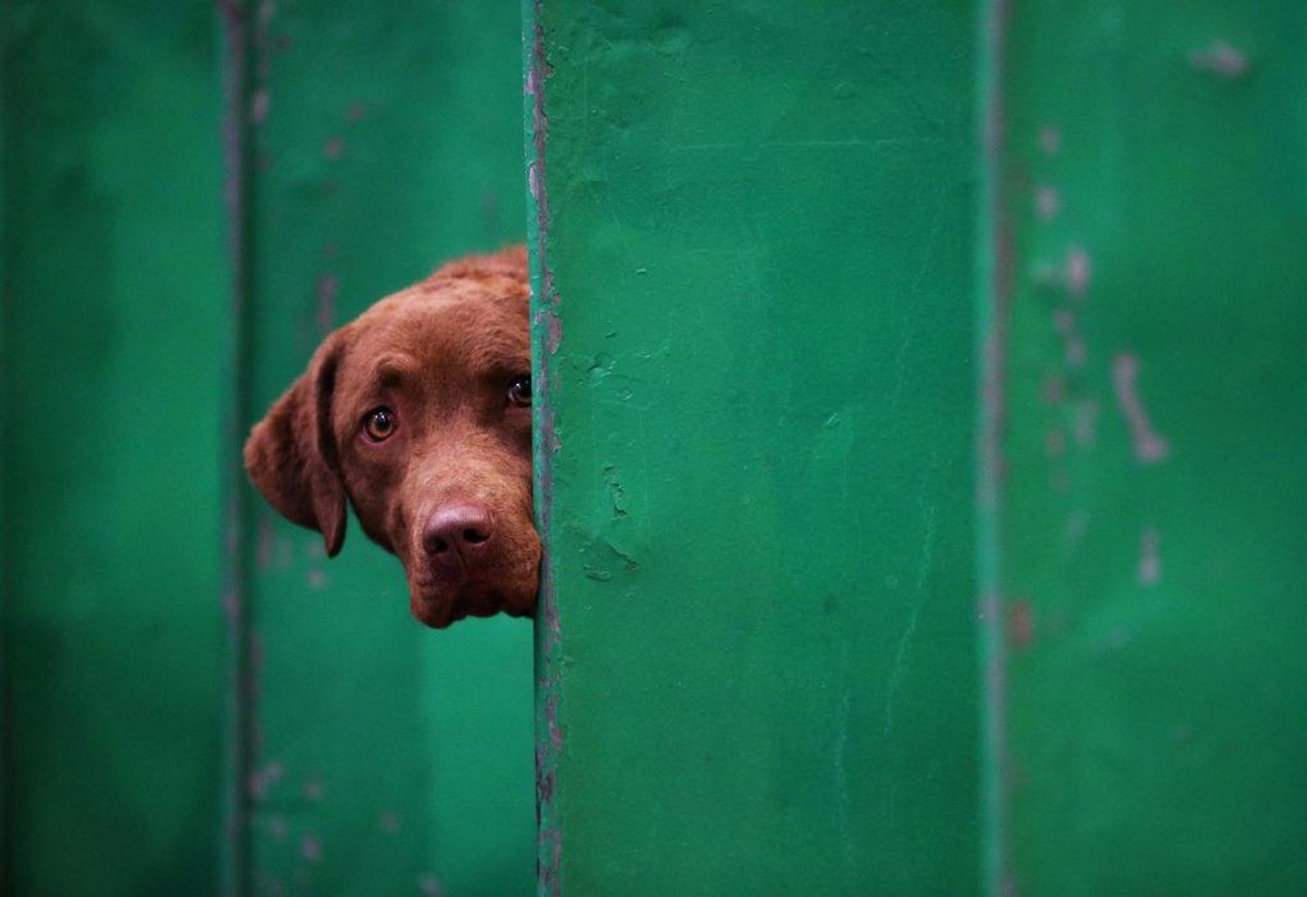 Chesapeake Bay Retriever. Forventet levetid: Ni år. Kilde: Danske Dyreinternater. Foto: Scanpix.
