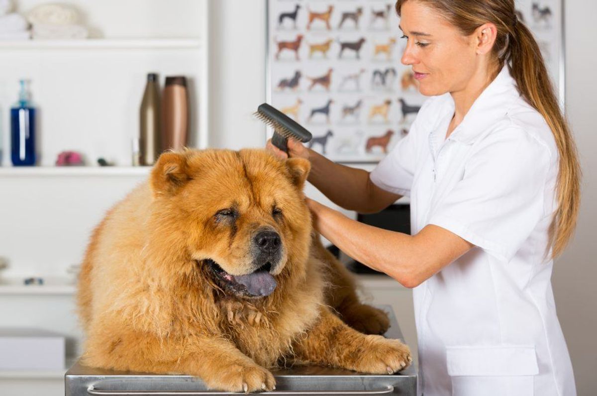 Chow Chow. Kilde: Reader’s Digest. Arkivfoto.