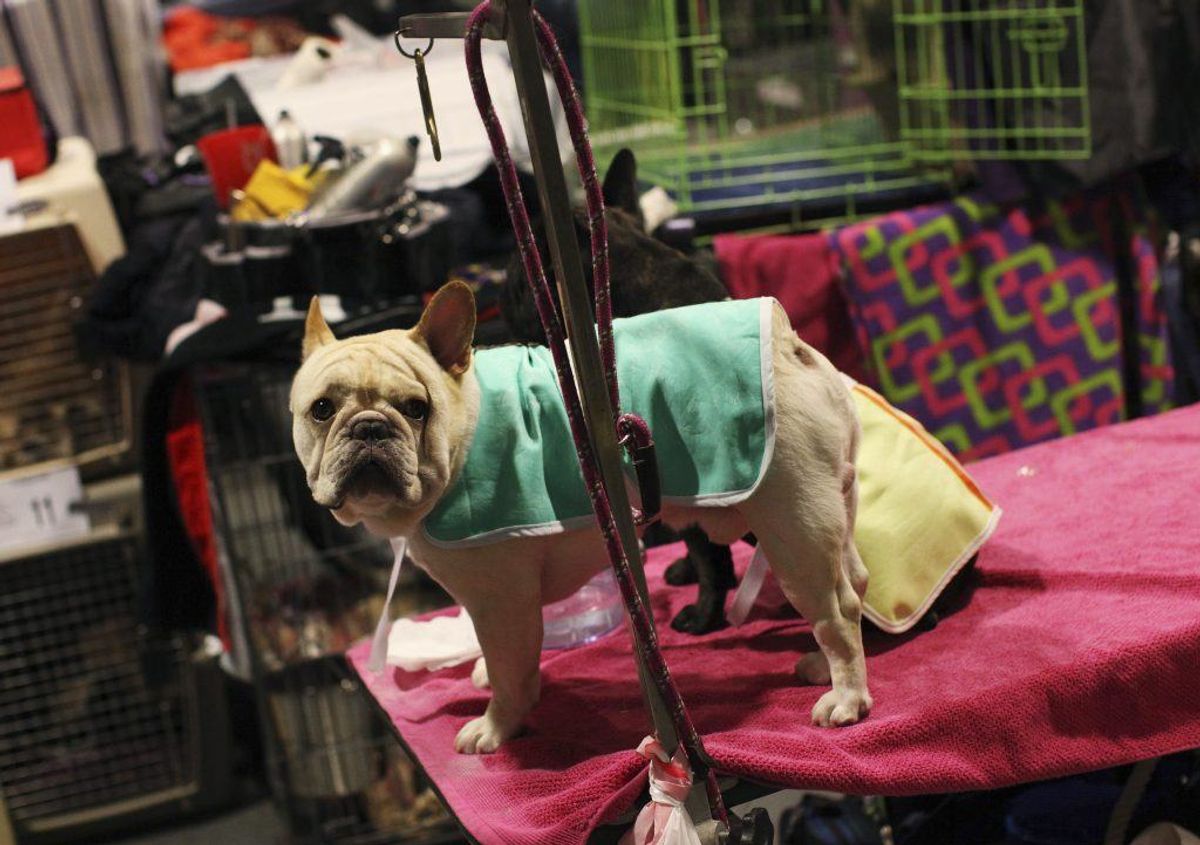 Fransk bulldog. Forventet levetid: Ni år. Kilde: Danske Dyreinternater. Foto: Scanpix.