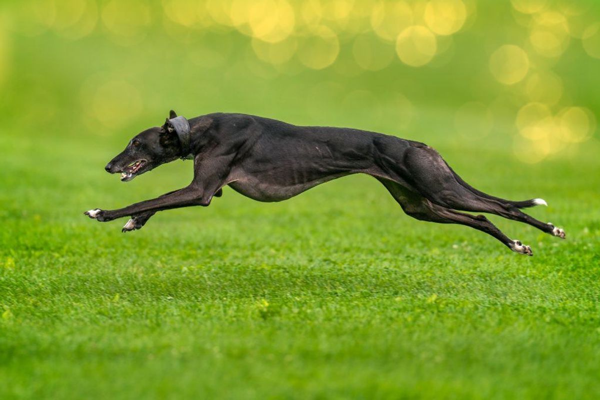 Greyhound. Kilde: Reader’s Digest. Arkivfoto.