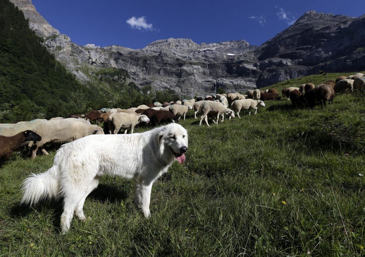 Pyrenéerhund. Forventet levetid: Ni år. Kilde: Danske Dyreinternater. Foto: Scanpix.