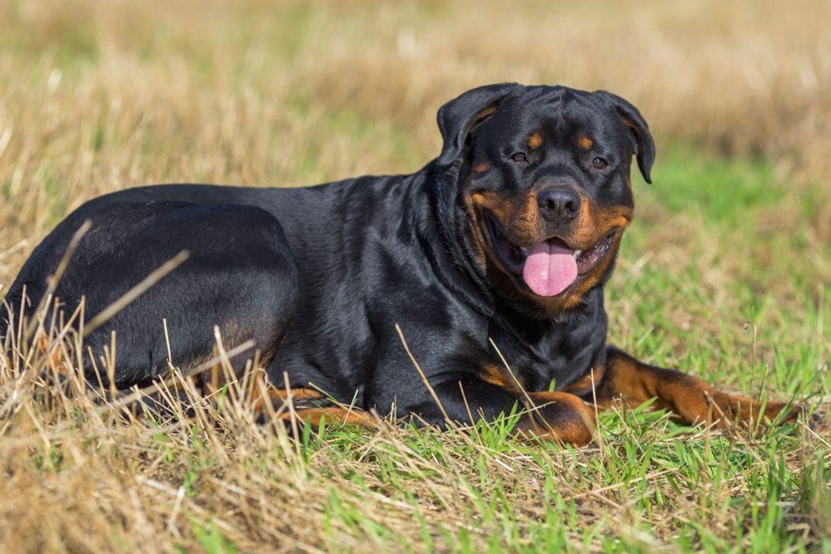 Rottweiler. Forventet levetid: Ni år. Kilde: Danske Dyreinternater. Arkivfoto.