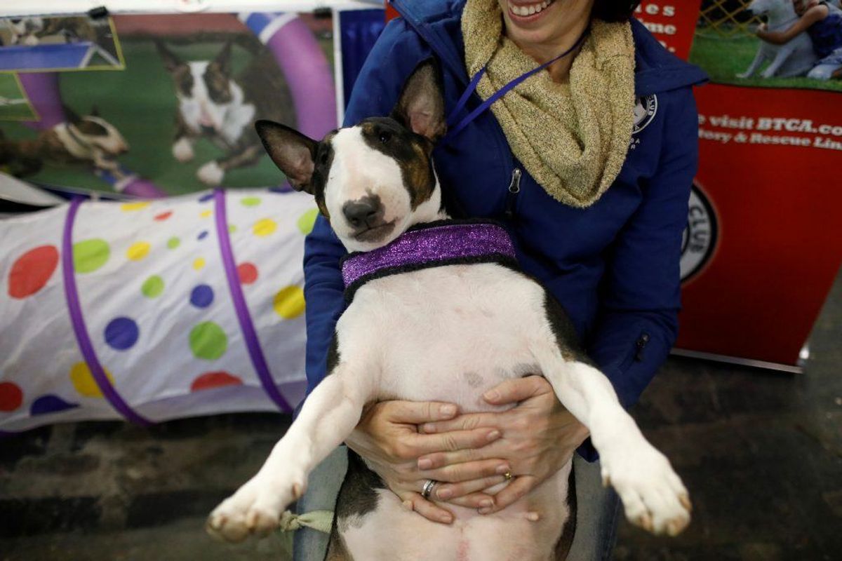 Bull Terrier. Forventet levetid: 10 år. Kilde: Danske Dyreinternater. Foto: Scanpix.