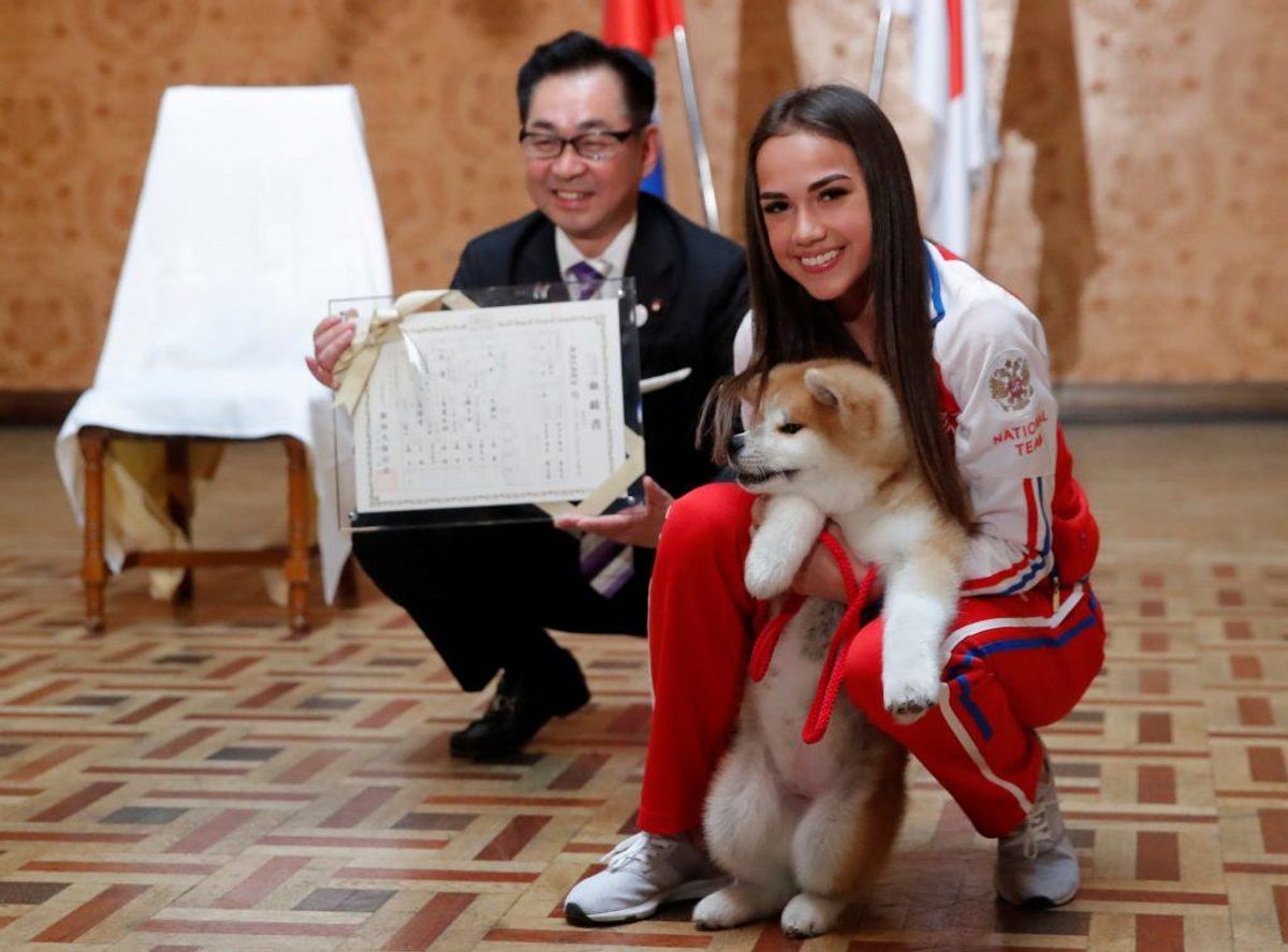 Akita. Forventet levetid: 10 år. Kilde: Danske Dyreinternater. Foto: Scanpix.