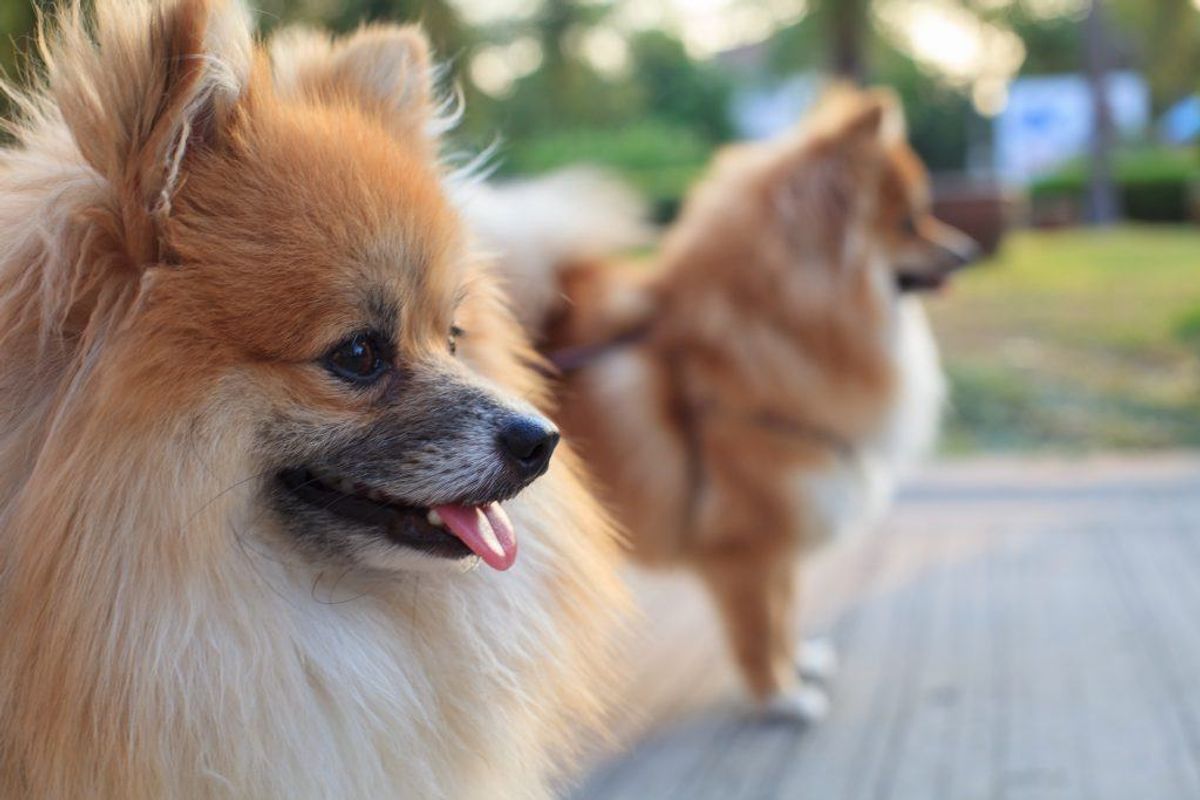 Hvis din hund begynder at opføre sig underligt – mere end den måske plejer – er det også et tegn på, at den ikke har det godt. Kilde: Reader’s Digest. Arkivfoto.