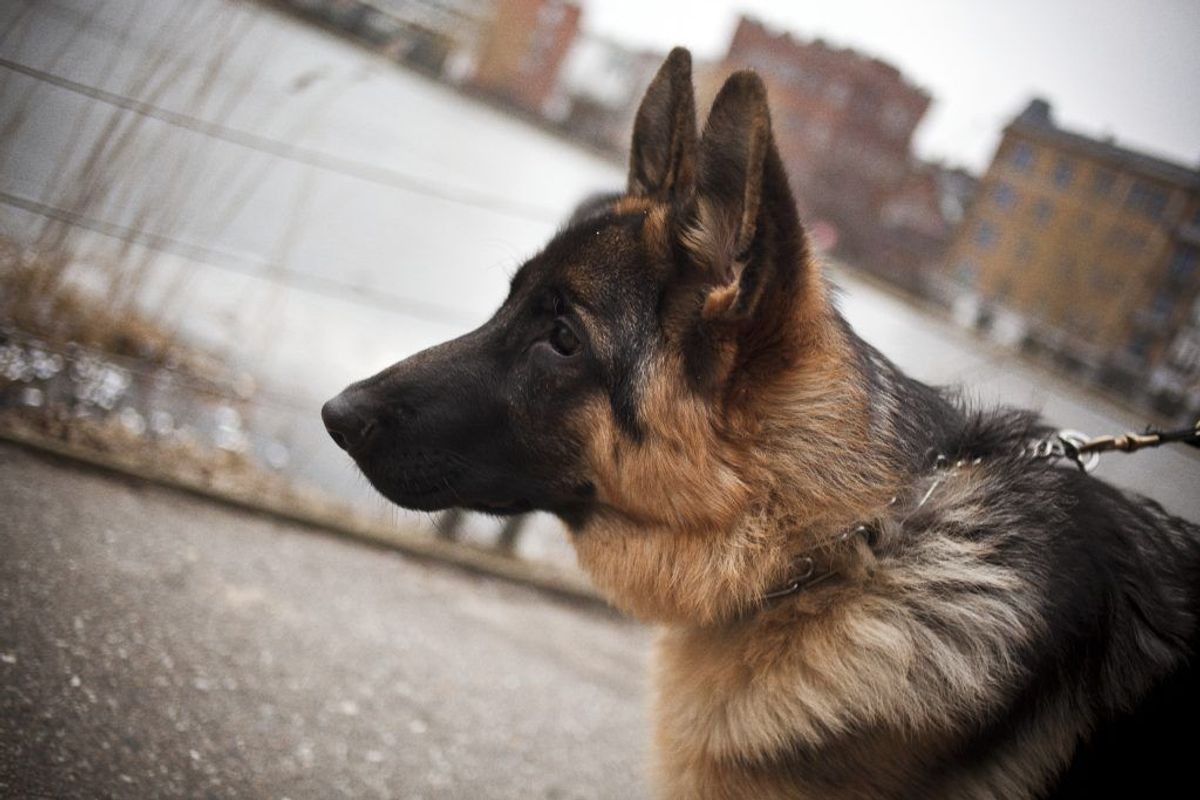 Schæferhund. Forventet levetid: 10 år. Kilde: Danske Dyreinternater. Foto: Scanpix.
