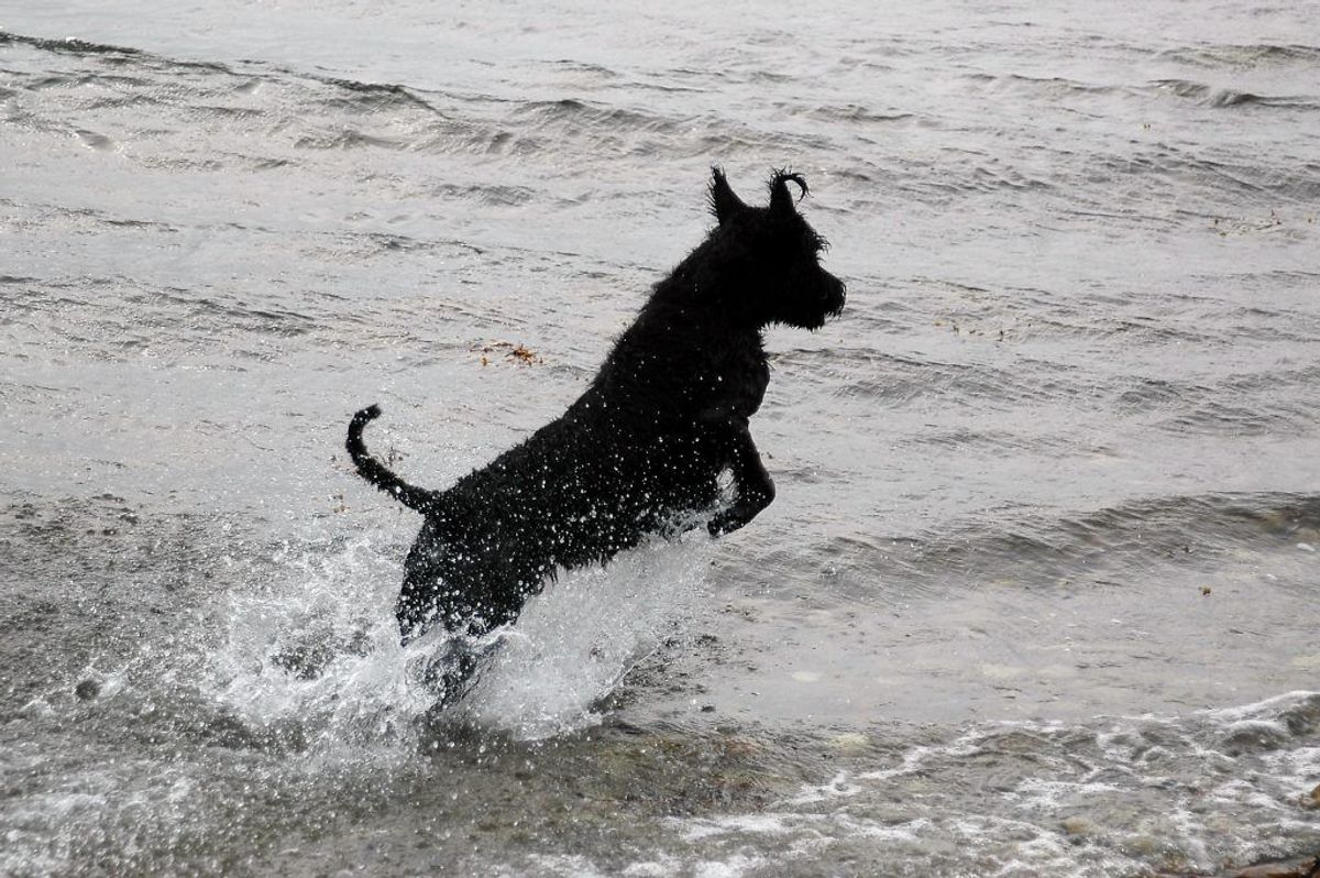 Kæmpe Schnauzer. Forventet levetid: 10 år. Kilde: Danske Dyreinternater. Arkivfoto.