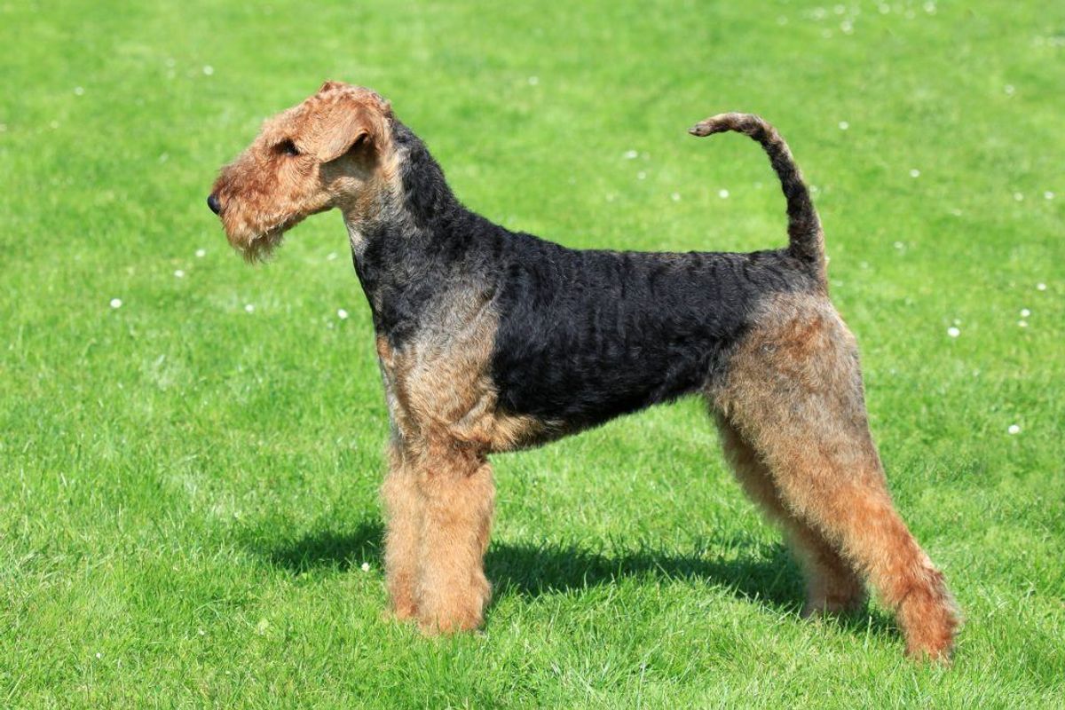 Airedale Terrier. Forventet levetid: 11 år. Kilde: Danske Dyreinternater. Arkivfoto.