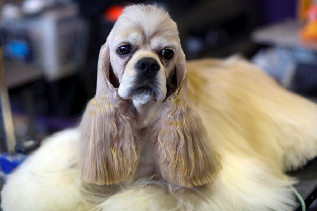 Amerikansk Cocker Spaniel. Forventet levetid: 11 år. Kilde: Danske Dyreinternater. Foto: Scanpix.