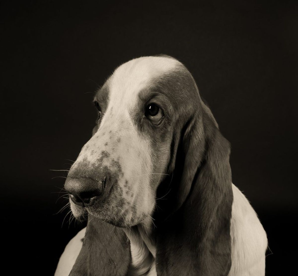 Basset Hound. Forventet levetid: 11 år. Kilde: Danske Dyreinternater. Arkivfoto.