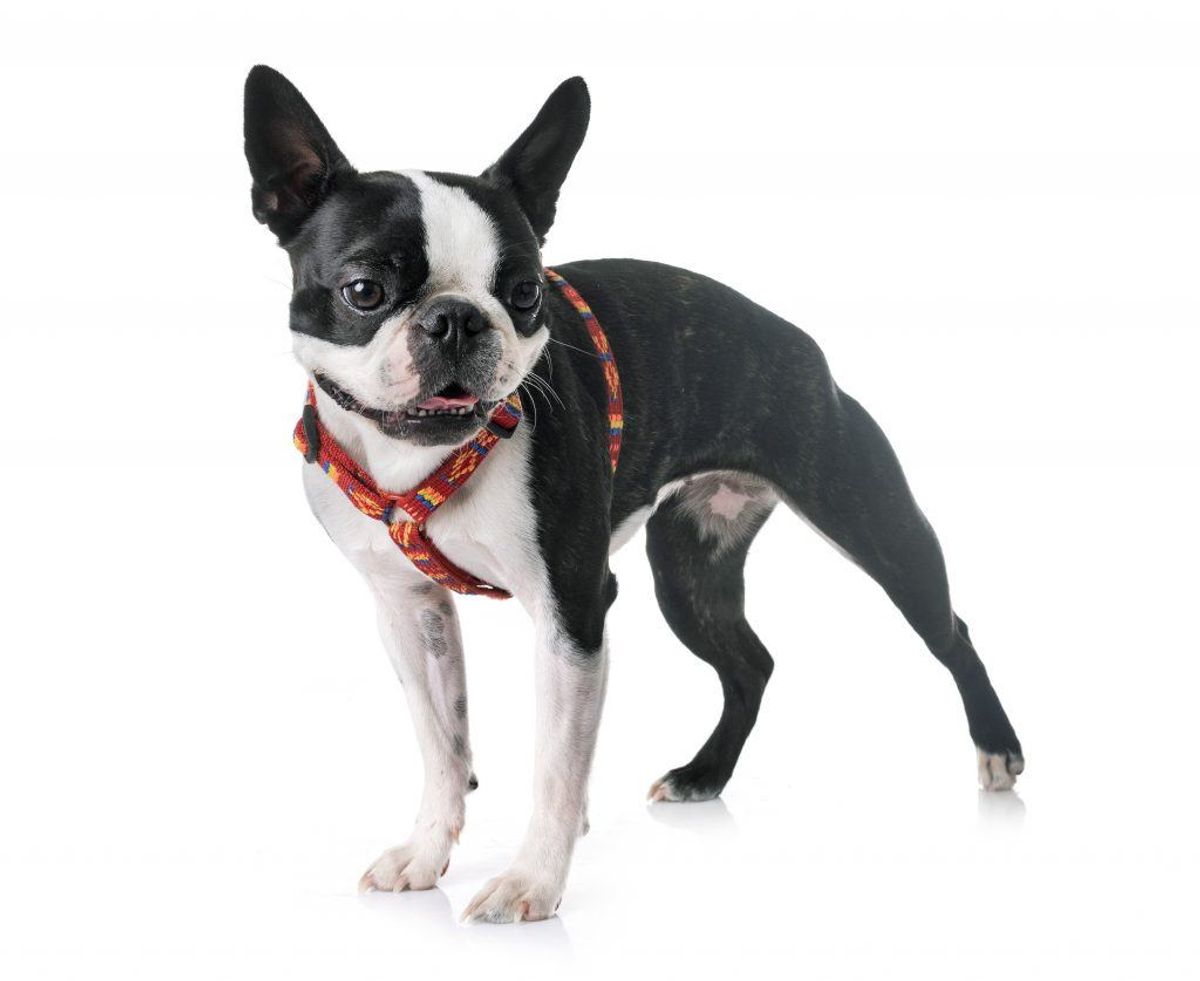 Der findes desuden hunderacer, der har større risiko for hedeslag end andre. Det gælder primært for hunde med korte snuder og flade, korte kranier. Det gælder blandt andre boston terrier. KLIK FOR FLERE HUNDERACER. Kilde: Reader’s Digest. Arkivfoto. Arkivfoto.