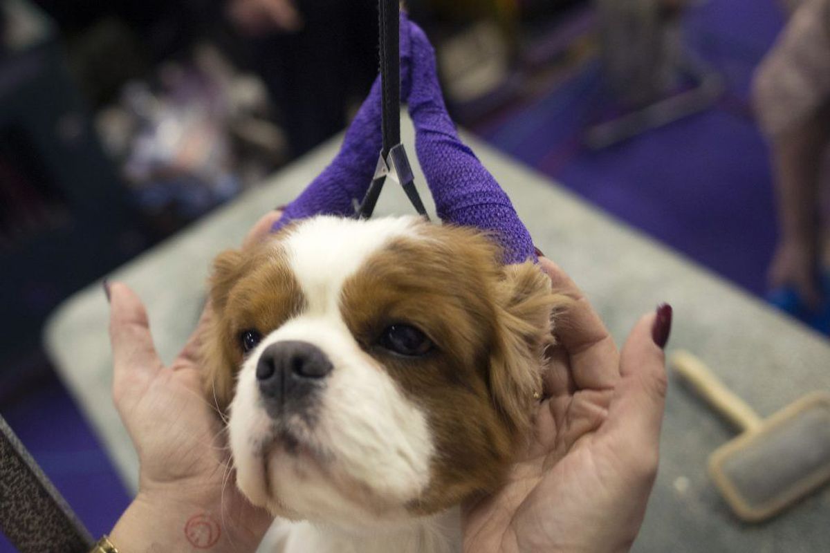 Cavalier King Charles Spaniel. Forventet levetid: 11 år. Kilde: Danske Dyreinternater. Foto: Scanpix.