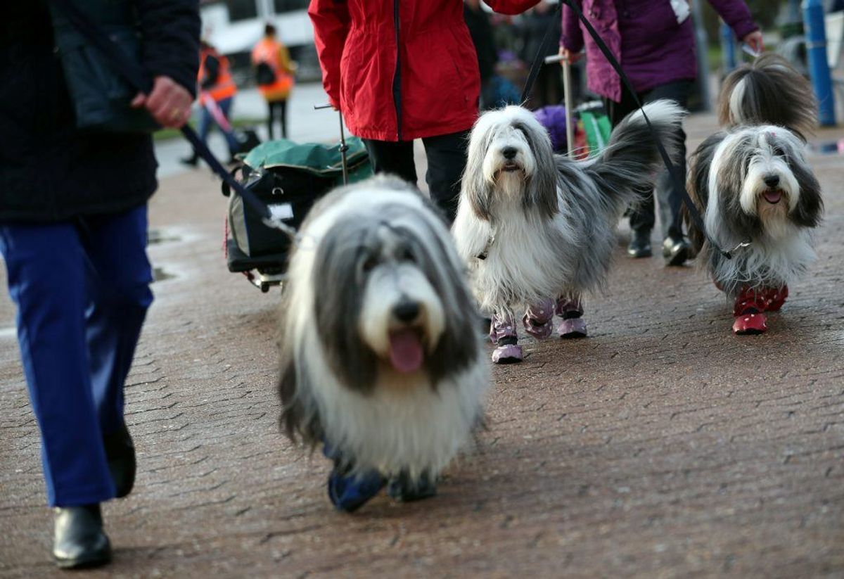 Bearded Collie. Forventet levetid: 13 år. Kilde: Danske Dyreinternater. Foto: Scanpix.