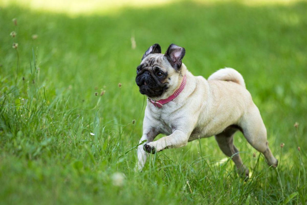 Mops. Forventet levetid: 11 år. Kilde: Danske Dyreinternater. Arkivfoto.