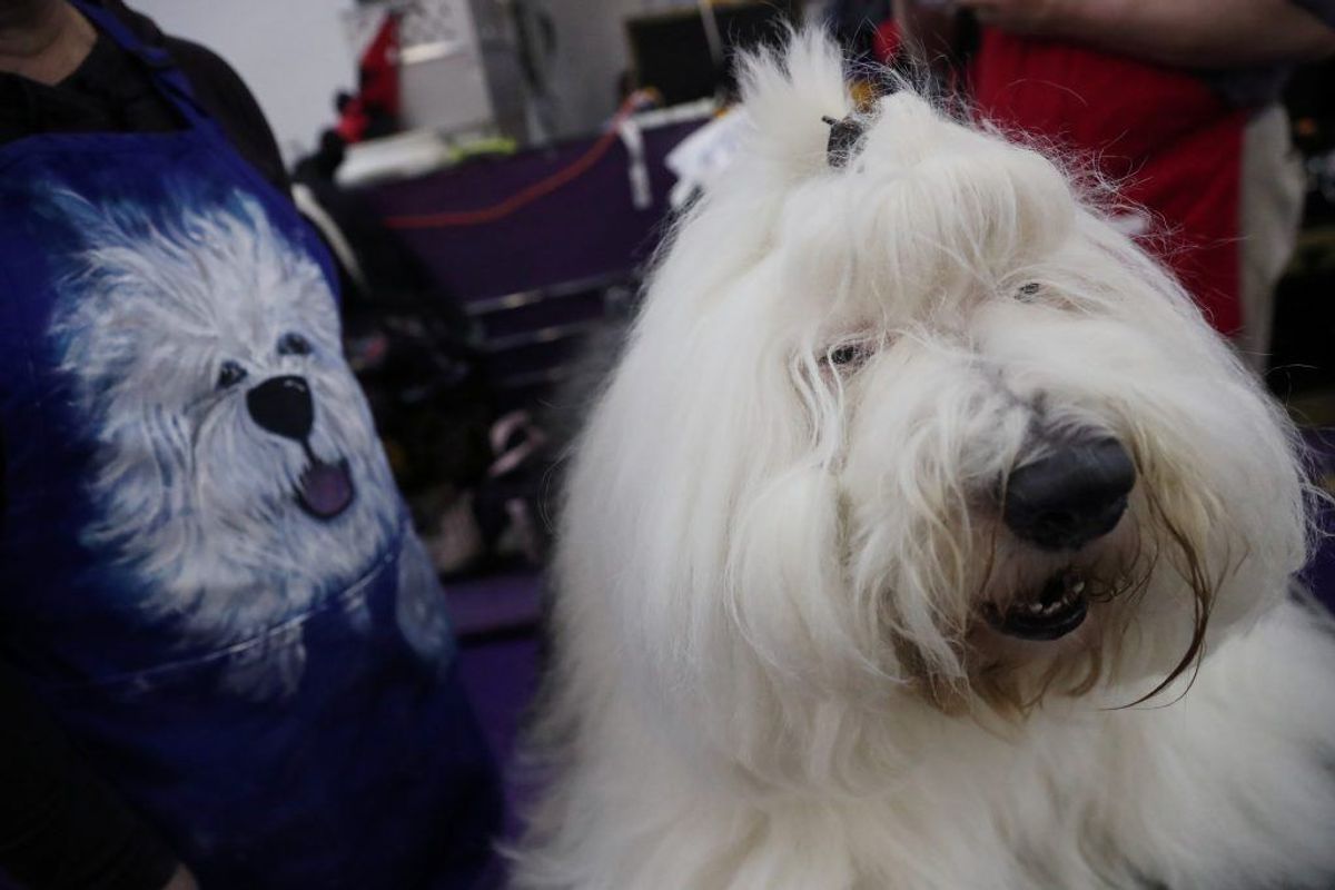 Old English Sheepdog. Forventet levetid: 11 år. Kilde: Danske Dyreinternater. Foto: Scanpix.