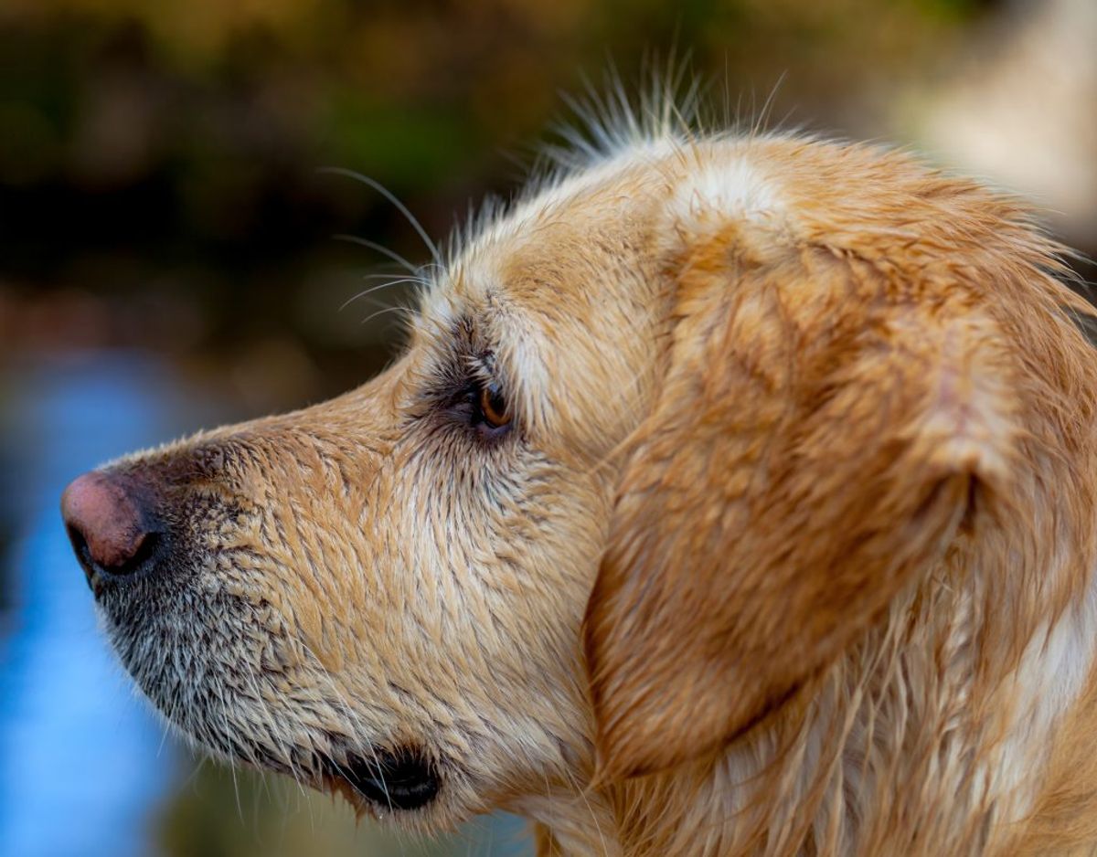 Din hund kan få parvovirus, hvis den eksempelvis spiser jord, hvor virussen kan findes. Det får din hund til at kaste op. Sygdommen kan være dødelig. Genrefoto. KLIK for at læse om flere sygdomme.