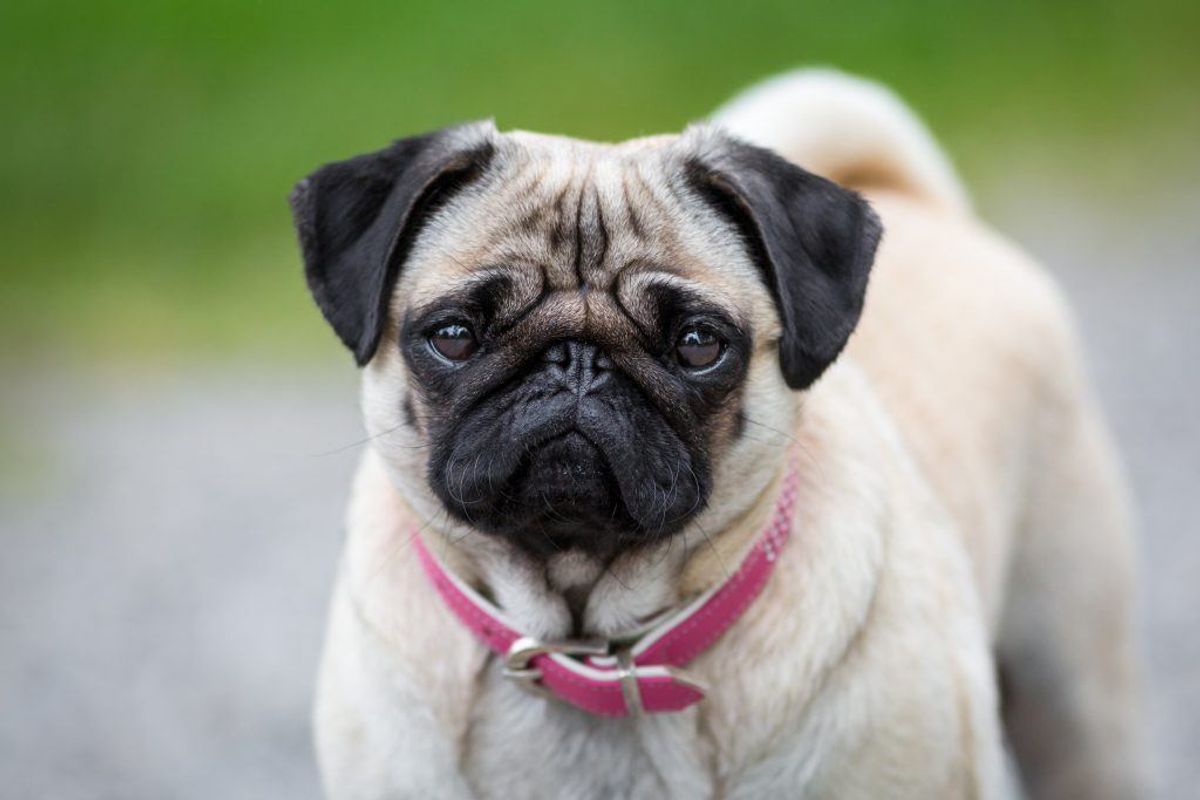 Mops. Kilde: Reader’s Digest. Arkivfoto.